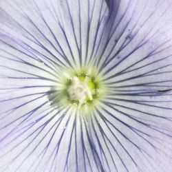 Full frame shot of purple flowering plant