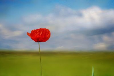 Close-up of red poppy on field against sky