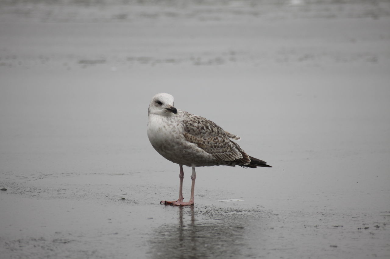 bird, one animal, animals in the wild, animal wildlife, animal themes, water, seagull, sea bird, beach, no people, lake, perching, outdoors, full length, nature, day