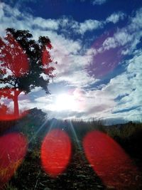 Sun shining through trees