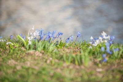 Close-up of plants