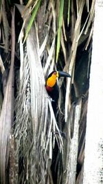 Close-up of bird perching on a plant