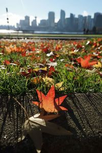 Close-up of maple leaves on city during autumn