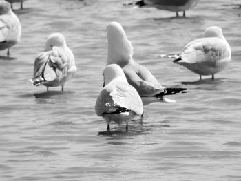 View of swans in calm sea