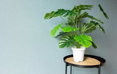 Close-up of potted plant on table against wall