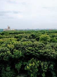 Trees against sky