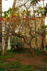 Trees in park during autumn
