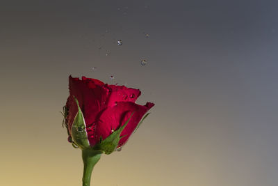 Close-up of red rose against blue background