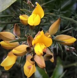 Close-up of yellow flower