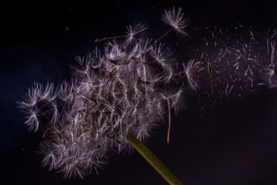 Close-up of firework display against black background