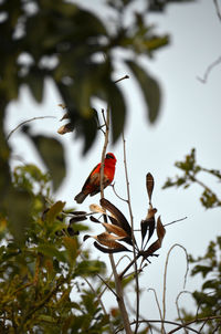 Close-up of insect perching on red plant