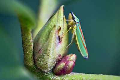 Close-up of insect on leaf