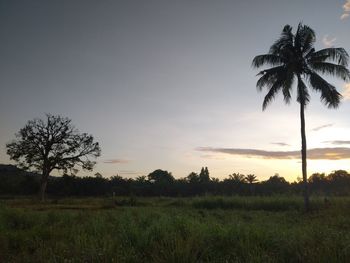 Silhouette palm trees on field against sky at sunset