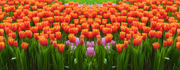 Close-up of multi colored tulips in field