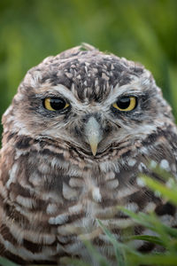 Close-up portrait of owl