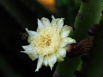 Close-up of flower blooming outdoors