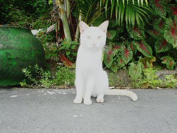 White cat sitting by plants