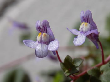 Close-up of purple flowering plant