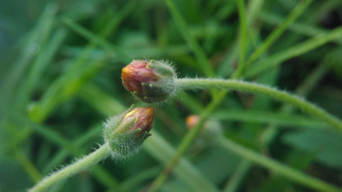 Close-up of flower