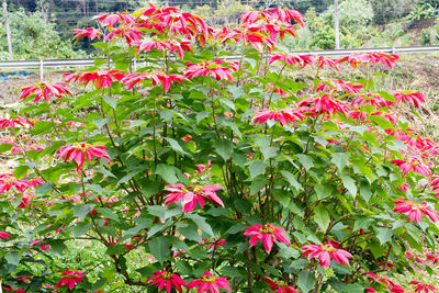 Close-up of pink flowering plants