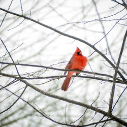 Bird perching on a branch