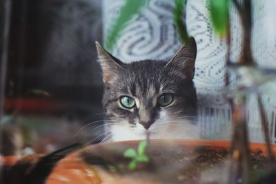 Portrait of cat by potted plant