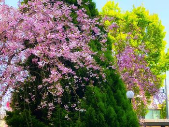 Pink cherry blossoms in spring