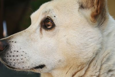 Close-up of dog