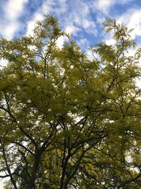 Low angle view of trees in forest against sky