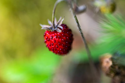 Close-up of red berries growing on plant