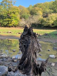 Dead tree in forest