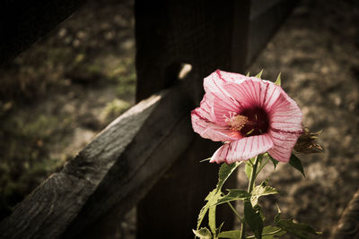 Close-up of flower