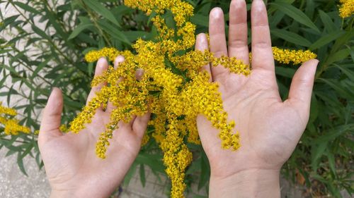 Close-up of human hand on yellow flower