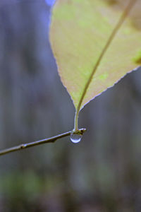 Close-up of leaf on plant