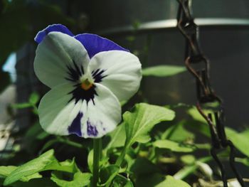 Close-up of purple flower