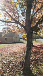 tree