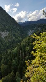 Scenic view of pine trees in forest against sky