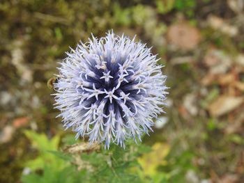 Close-up of flower blooming outdoors