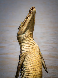 Close-up of a crocodile jumping