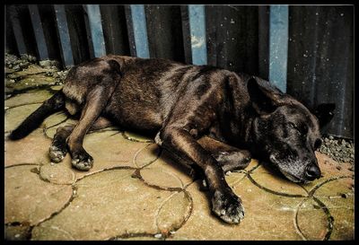 Close-up of dog sleeping