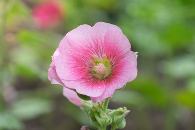Close-up of pink flower blooming outdoors