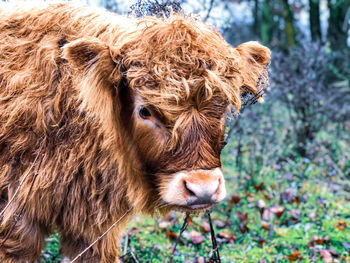 Portrait of a cow