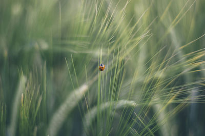 High angle view of lady bug on ear of wheat