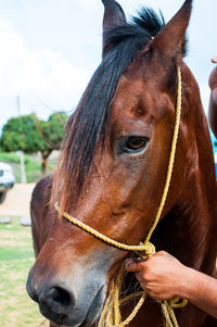 Close-up of horse against sky