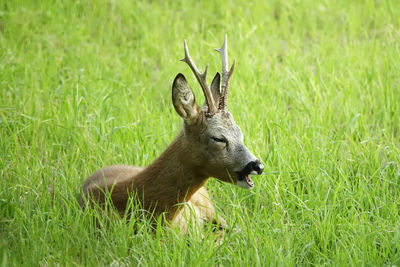 Deer in a field