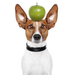 Close-up portrait of a dog over white background