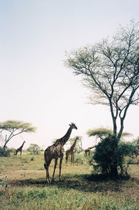 Horse standing on field against clear sky