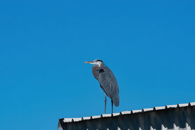 Low angle view of bird perching on roof against blue sky