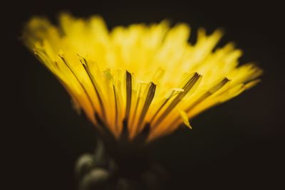 Close-up of yellow flower against black background