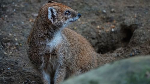 Close-up of mongoose on rock